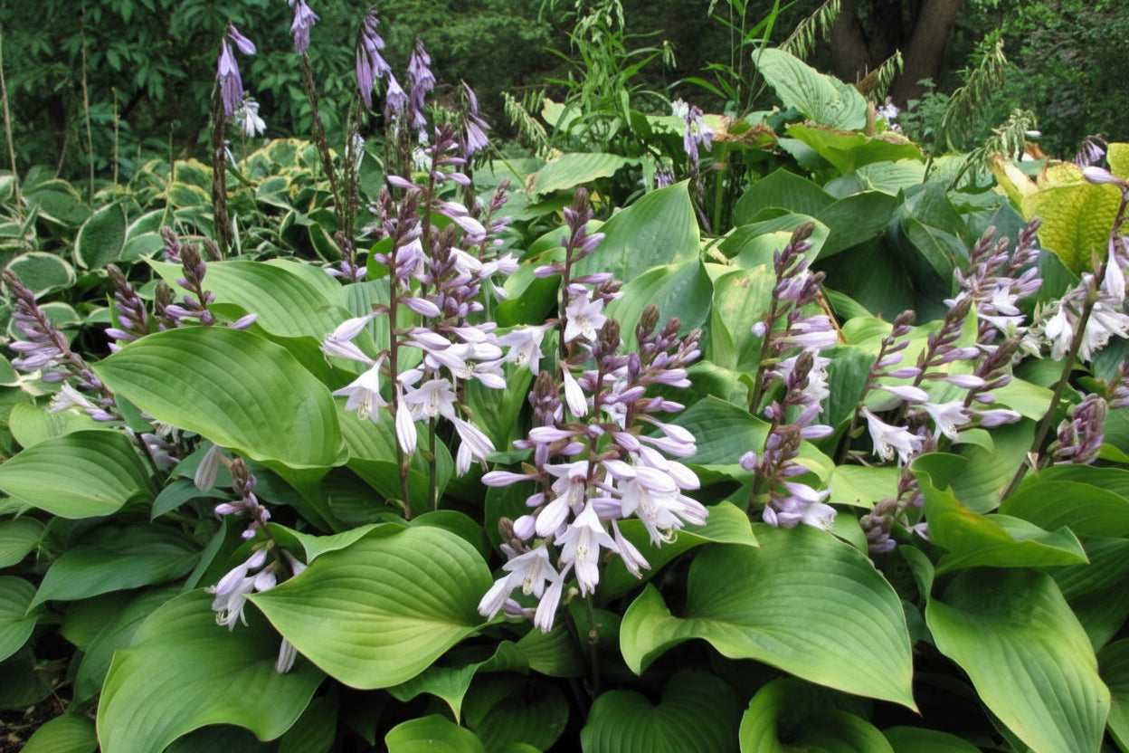 Sparkling Burgundy Hosta Plants online shopping
