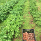 Rose Gold Seed Potato online shopping
