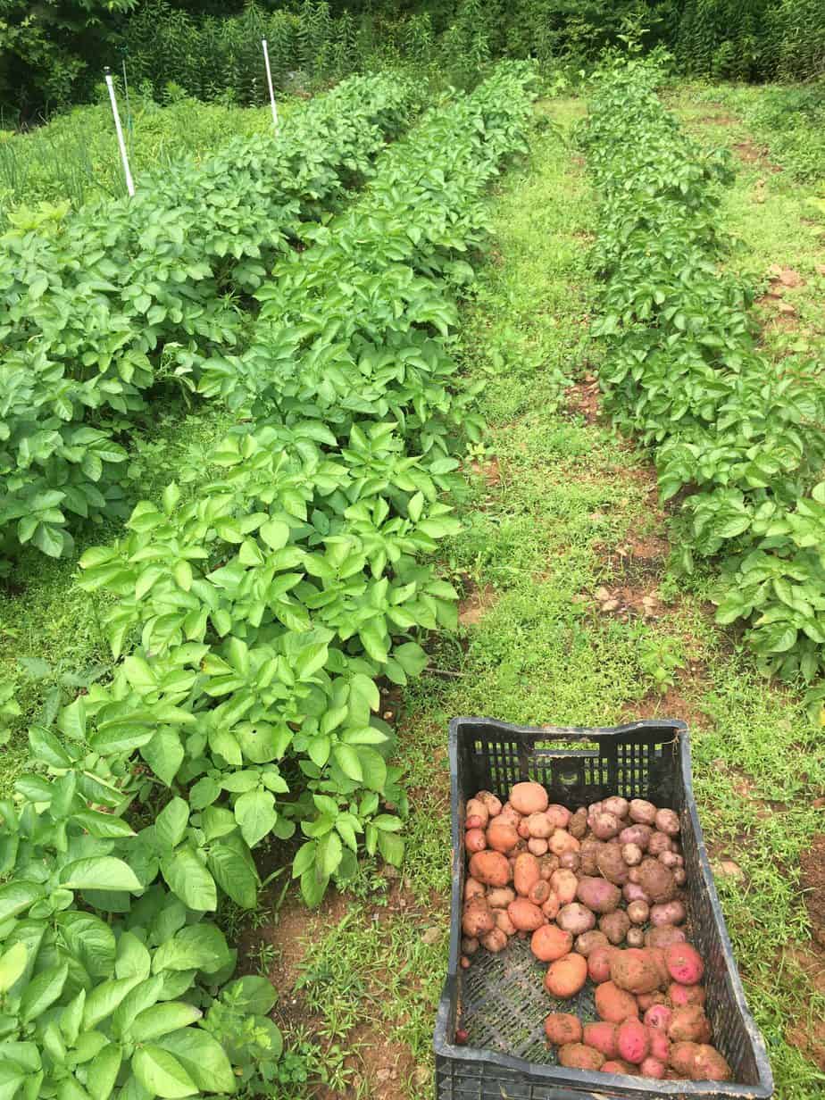 Rose Gold Seed Potato online shopping
