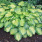 Old Glory Hosta Plants online shopping