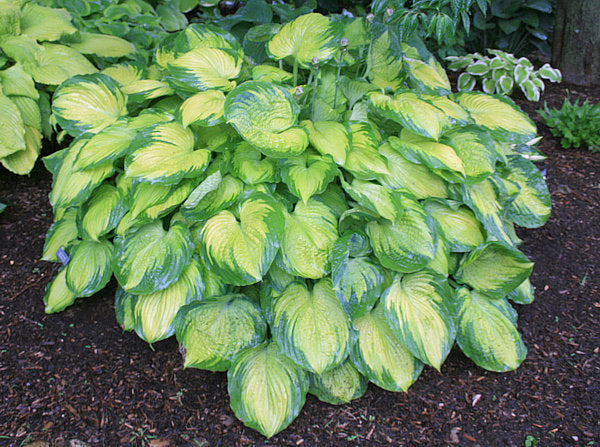 Old Glory Hosta Plants online shopping