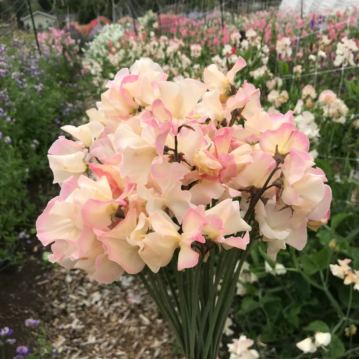 Mollie Rilstone Heirloom Sweet Pea seeds online shopping