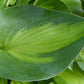Tick Tock Hosta Plants online shopping