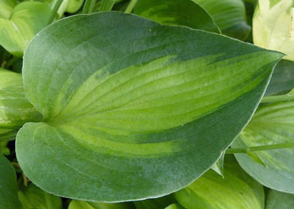 Tick Tock Hosta Plants online shopping