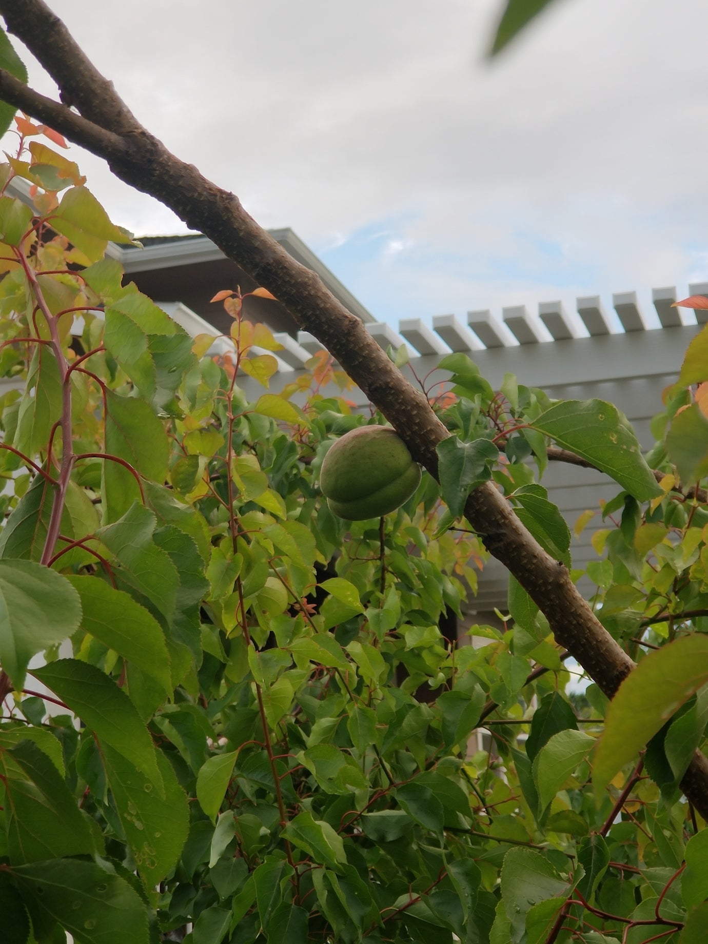 Sugar Pearls Apricot