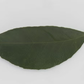 Palestine Sweet Lime Budwood citrus plant material online shopping
