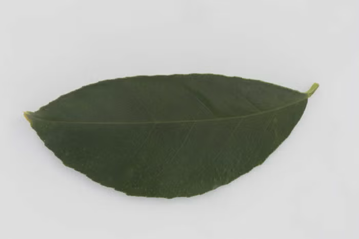 Palestine Sweet Lime Budwood citrus plant material online shopping