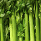 Tall Utah 52-70 Celery