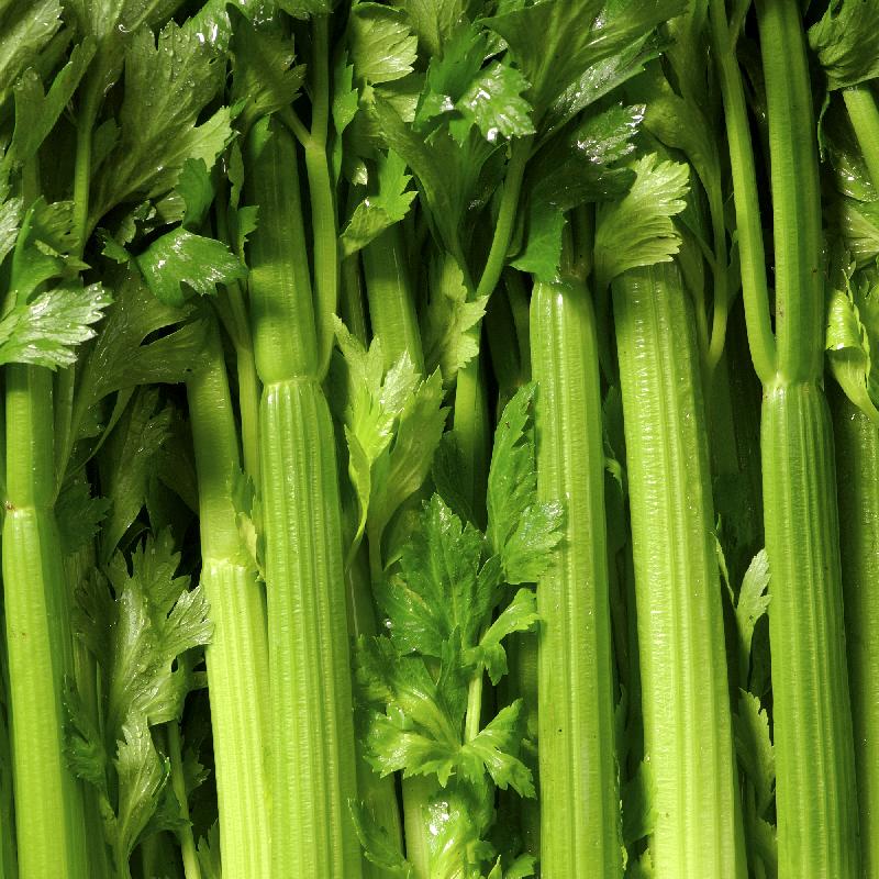 Tall Utah 52-70 Celery