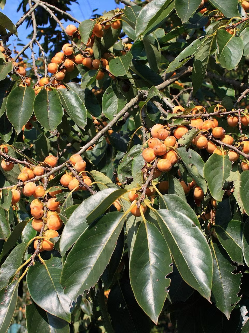 Casino Apricot Prairie Hardy Self Pollinating Fruit Tree During Summer Harvest Time