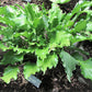 Unruly Child Hosta Plants online shopping
