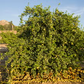 Chulo Key Lime Budwood citrus plant material online shopping