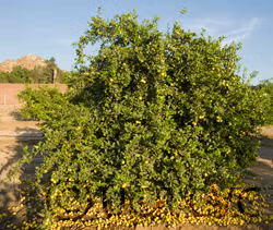 Chulo Key Lime Budwood citrus plant material online shopping