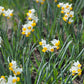 Canaliculatus Narcissus Bulbs