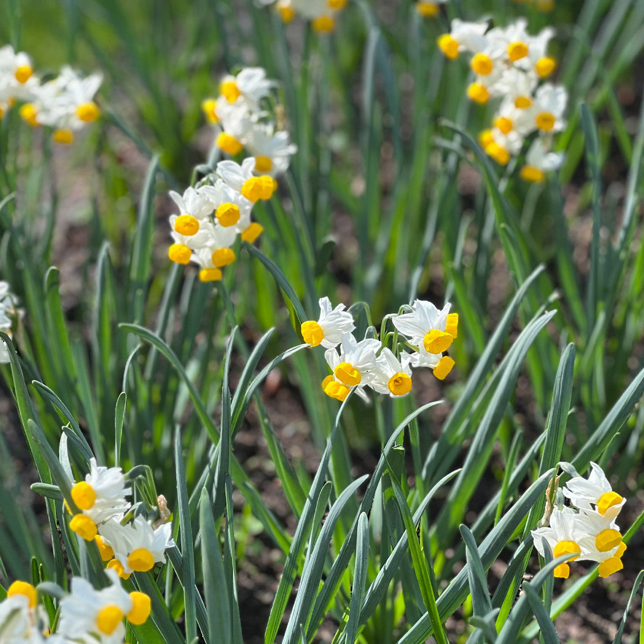Canaliculatus Narcissus Bulbs