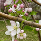 Honeycrisp Apple