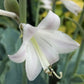 Dancing With Dragons Hosta Plants online shopping