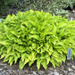 Lemon Lime Hosta Plants online shopping