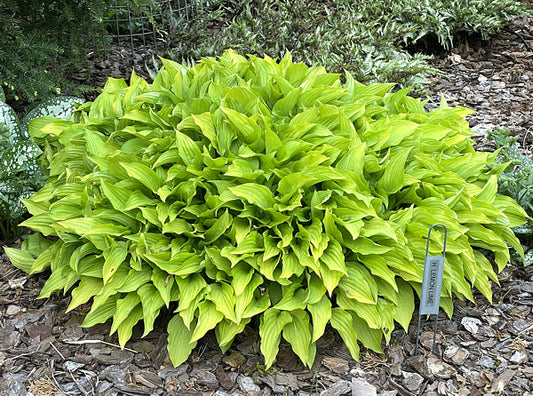 Lemon Lime Hosta Plants online shopping