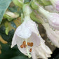 Silver Bullet Hosta Plants online shopping
