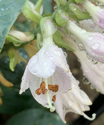 Silver Bullet Hosta Plants online shopping