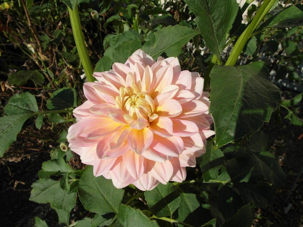 Sheer Heaven Dahlia