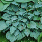 Ice Prancer Hosta Plants online shopping