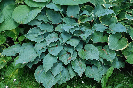 Ice Prancer Hosta Plants online shopping