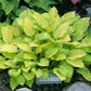 Emerald Tiara Hosta Plants online shopping