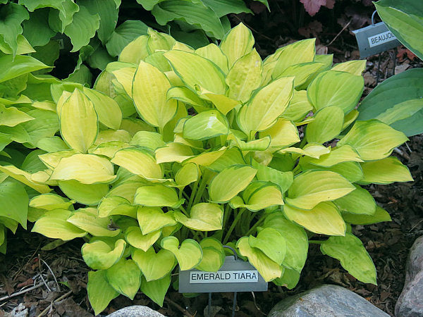 Emerald Tiara Hosta Plants online shopping