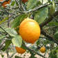 Bears Seedless Lime Plant citrus plant material online shopping