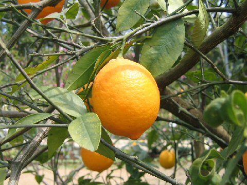 Bears Seedless Lime Plant citrus plant material online shopping
