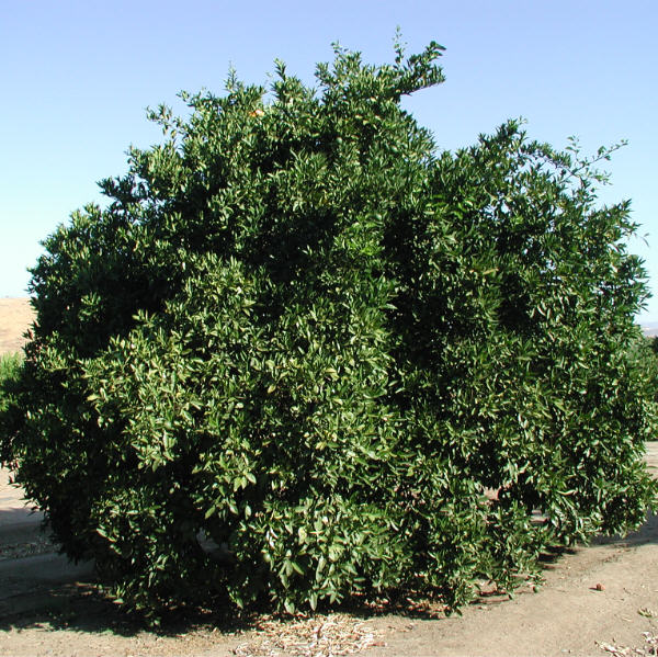 Campbell Old Line Valencia Orange Budwood citrus plant material online shopping