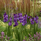 Purple Magic Gladiolus Corms