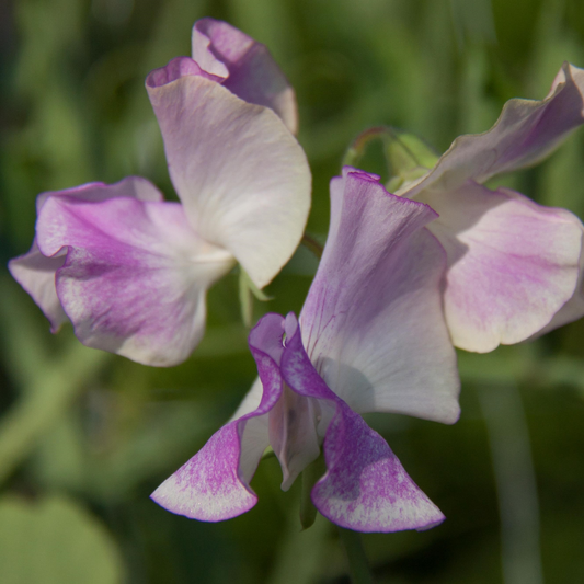 Pulsar Sweet Pea