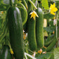 Socrates F1 Organic Cucumber