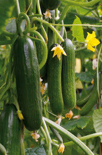 Socrates F1 Organic Cucumber