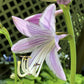 Urchin Hosta Plants online shopping
