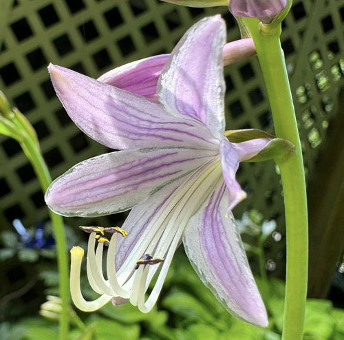 Urchin Hosta Plants online shopping