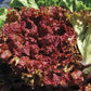 New Red Fire Organic Lettuce Seeds online shopping