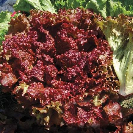 New Red Fire Organic Lettuce Seeds online shopping