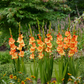 Princess Margaret Rose Gladiolus Corms