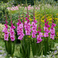 Xperience Gladiolus Corms Plants online shopping