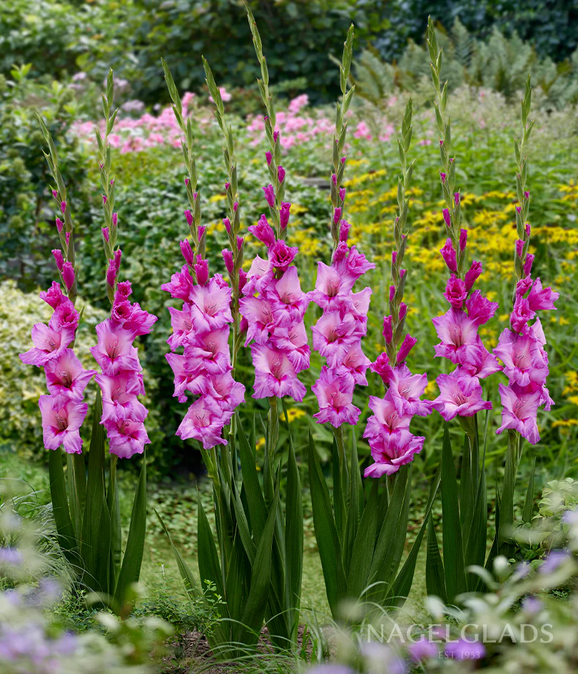 Xperience Gladiolus Corms Plants online shopping