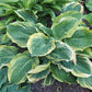 Lakeside Prophecy Fulfilled Hosta Plants online shopping