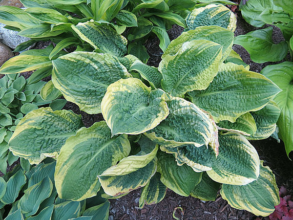 Lakeside Prophecy Fulfilled Hosta Plants online shopping