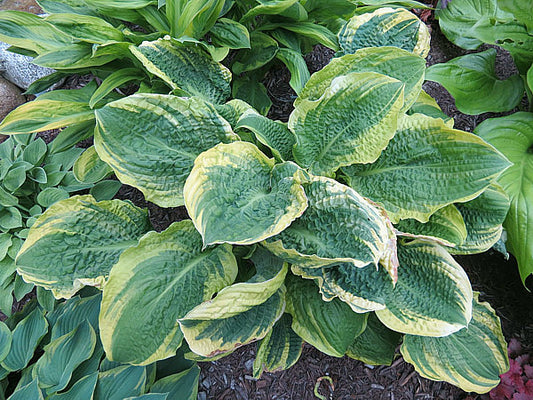 Lakeside Prophecy Fulfilled Hosta Plants online shopping
