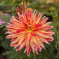 Wildcat Dahlia