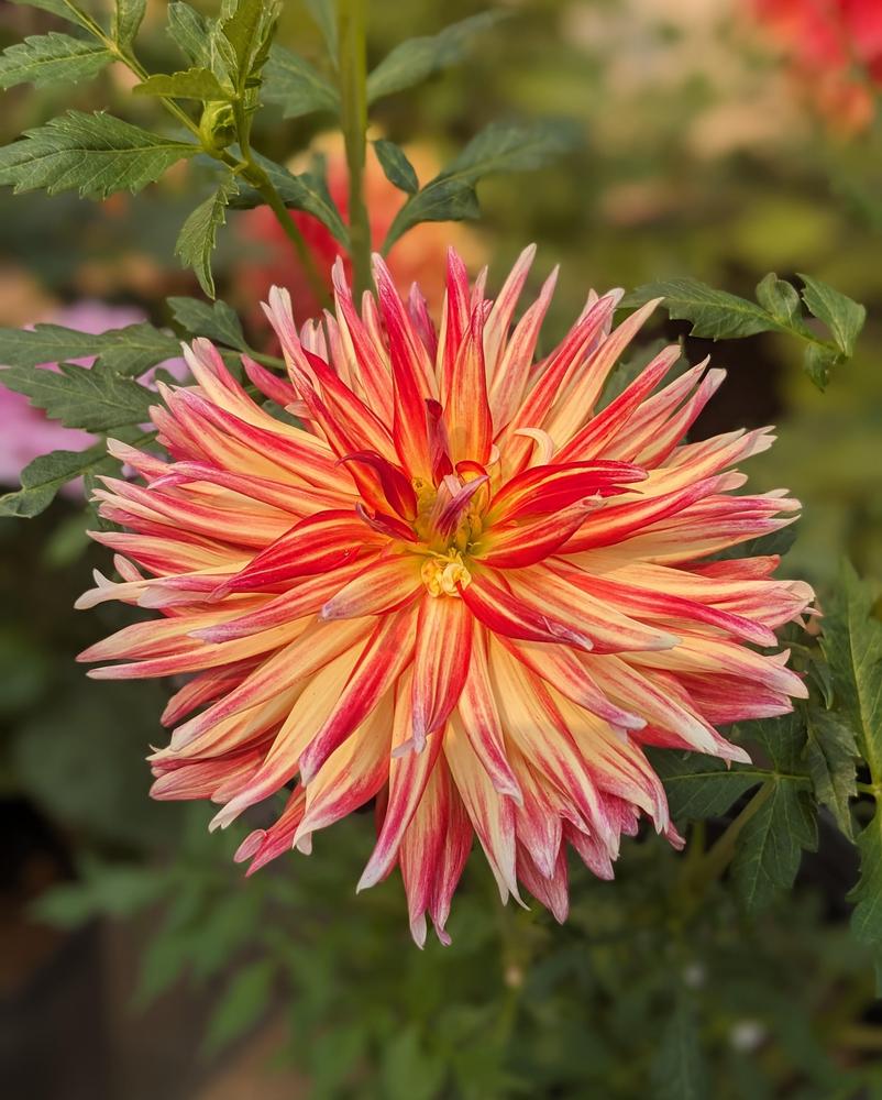 Wildcat Dahlia