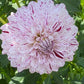 Hulin’s Carnival Dahlia